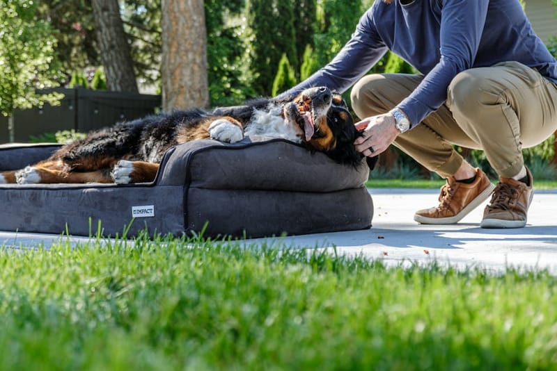 Dog bed orthopaedic representing the best UK dog beds 2026