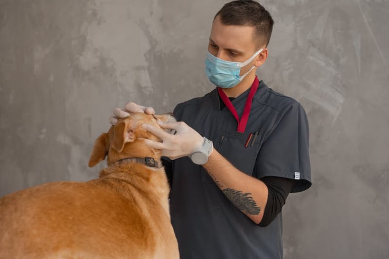 UK 24-Hour Emergency Vets 2026: How to Find One Fast