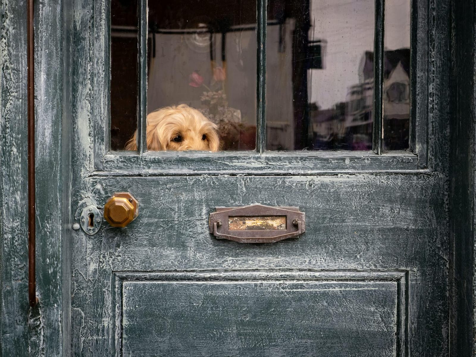 A dog waiting at the front door of a UK holiday cottage