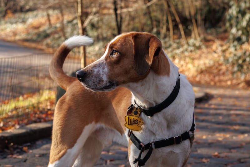 Dog collar representing the best UK dog collars 2026