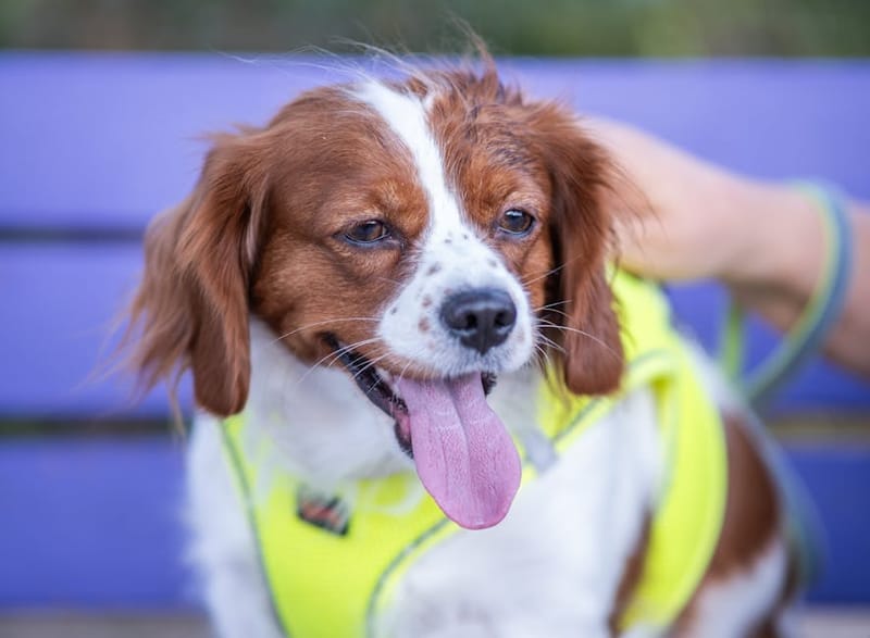 Dog cooling coat representing the best UK dog cooling coats 2026