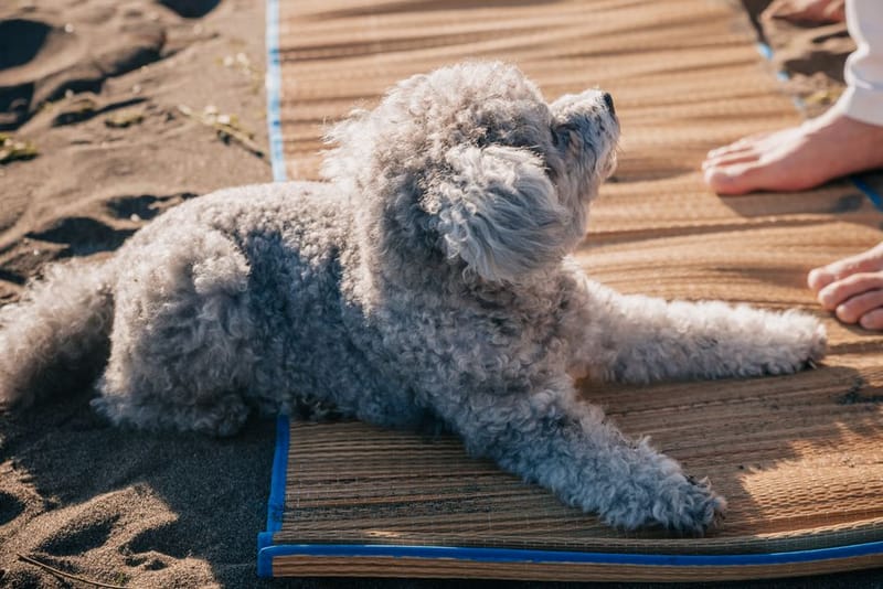 Dog cooling mat - illustrative image; see merchant link for the exact Henry Wag Dog Cooling Mat