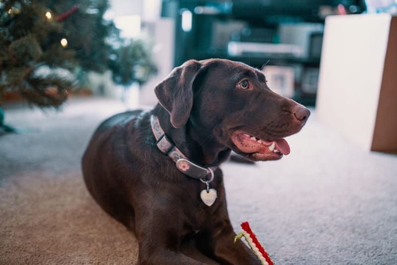 Dog cooling off indoors on a pad