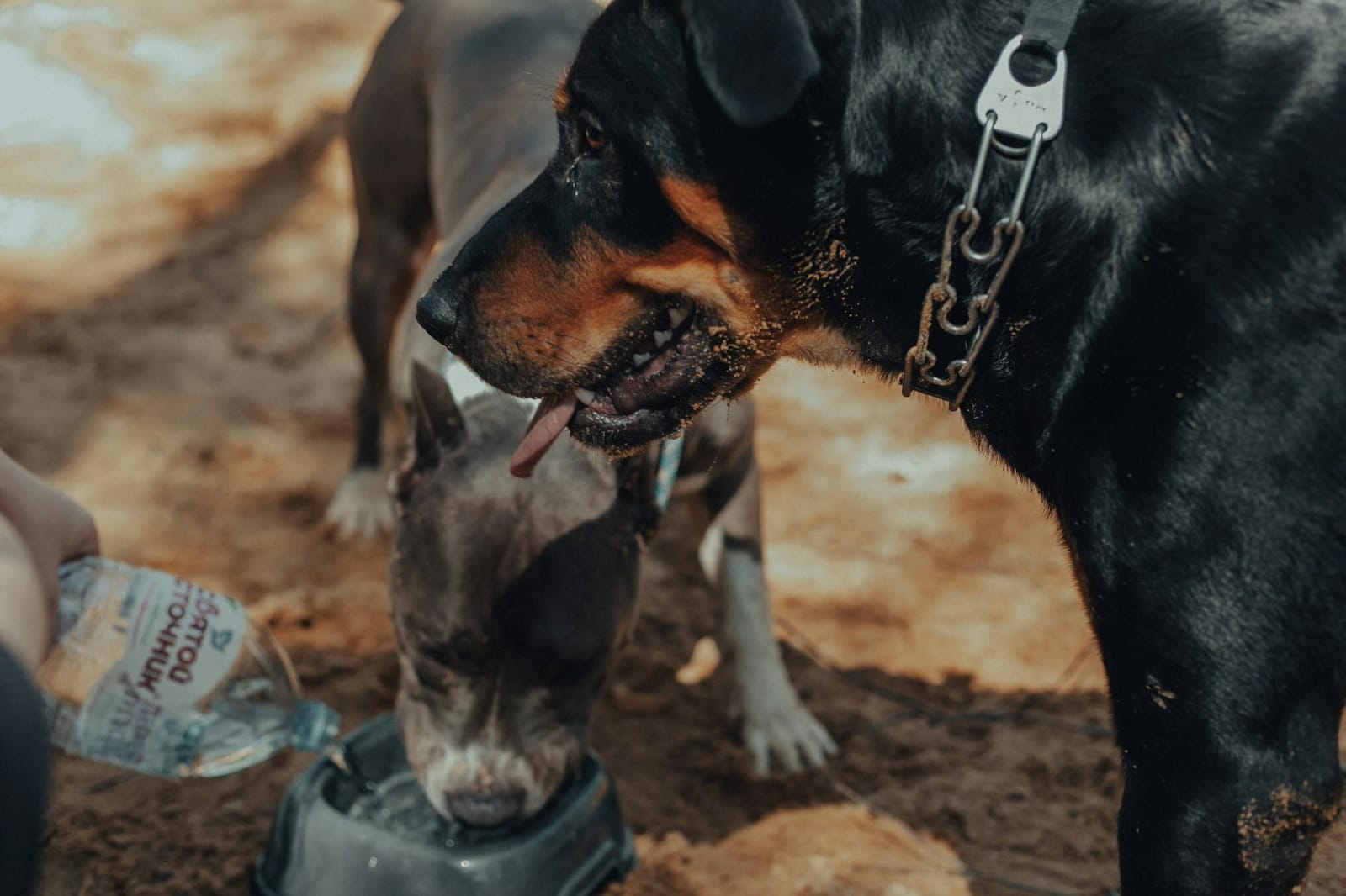 Travelling With a Dog in Hot Weather: UK Guide