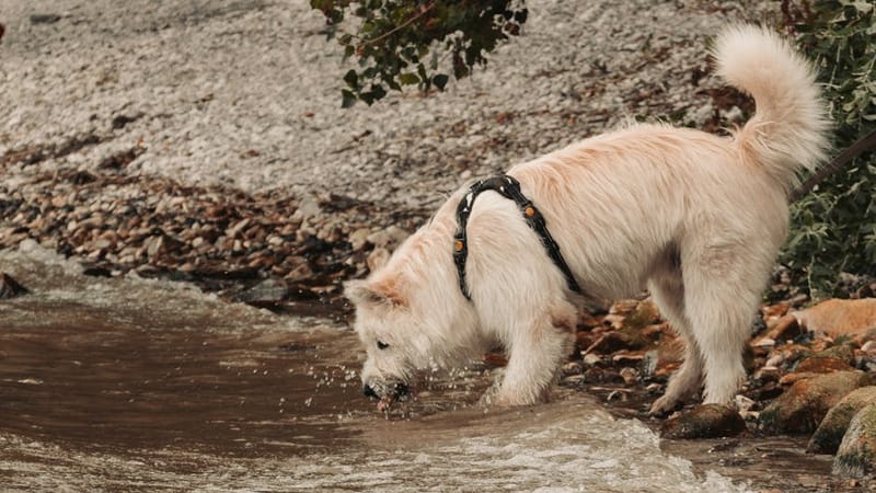 Dog drinking from a portable travel water bottle on a UK hike