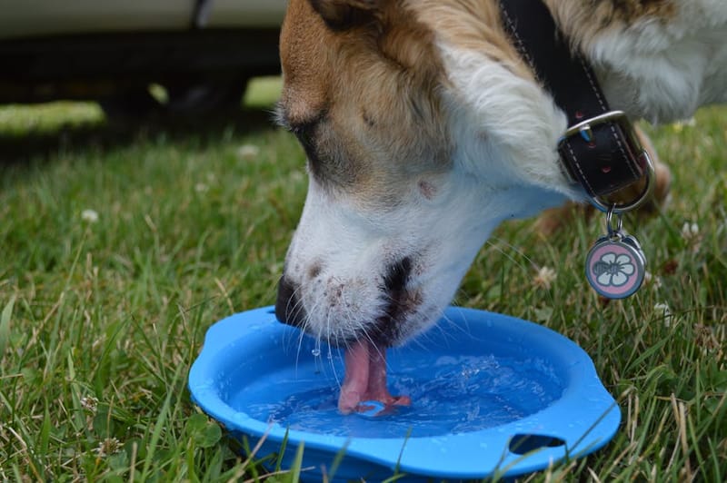 Dog drinking water from a portable travel bowl outdoors