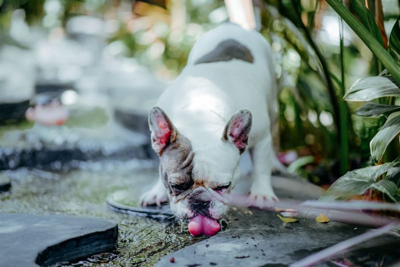 Dog drinking water on a walk