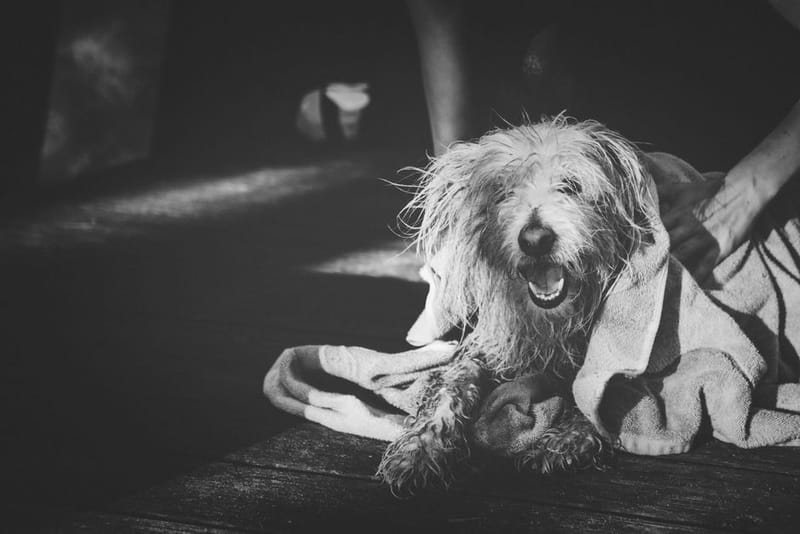 Ruff & Tumble Classic Drying Coat - illustrative image; see the merchant link for the exact product