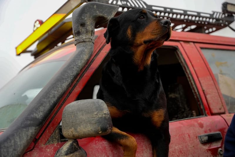 Ruffwear Dirtbag Dog Towel - illustrative image; see the merchant link for the exact product