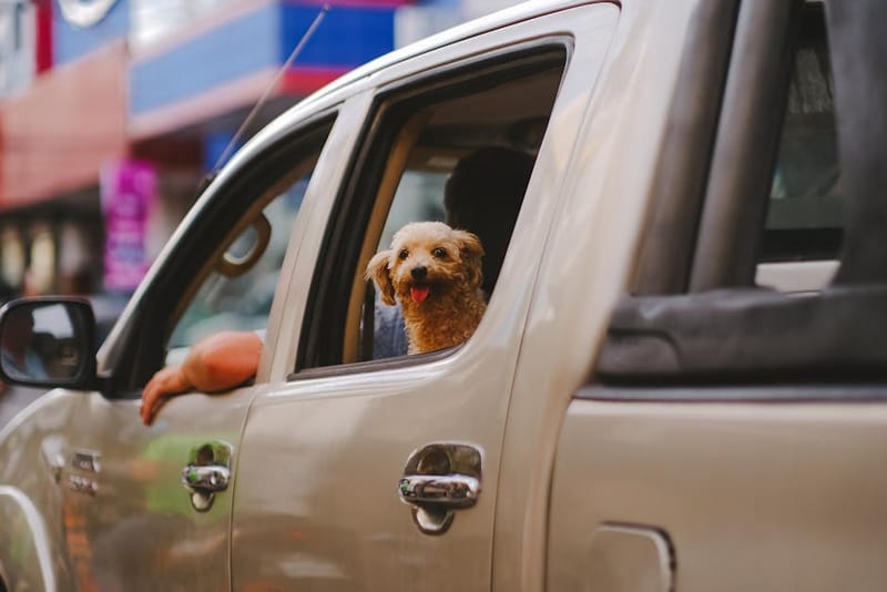 How Do I Travel Safely with My Dog by Car? (UK Guide)