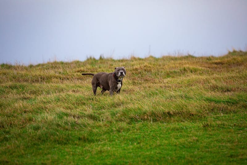 Dog-Friendly Half-Term Breaks UK 2026: Seasonal Guide