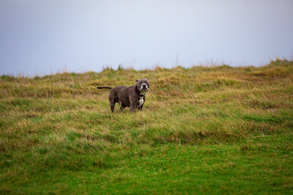 Dog-Friendly Half-Term Breaks UK 2026: Seasonal Guide
