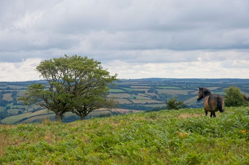 Dog-Friendly Somerset: The Complete 2026 Guide