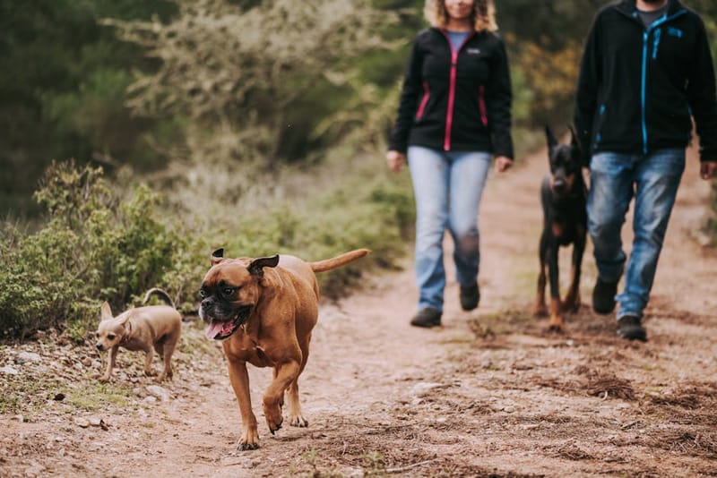 Dog hiking trail outdoors representing the best dog backpack carriers UK 2026