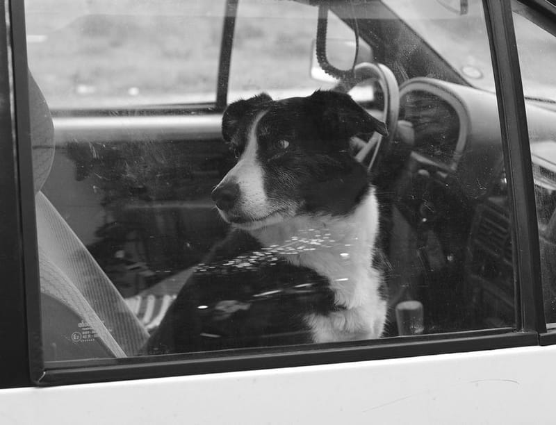 Dog in a car, illustrative of the pet ramp category