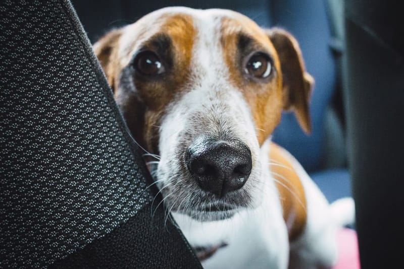 Dog sitting on a protective cover across a car back seat