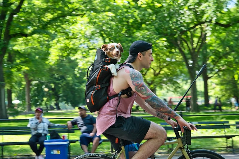Dog in a soft carrier ready for travel