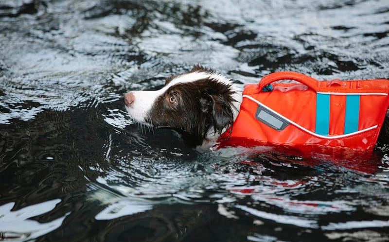 Dog in life jacket swimming representing the best UK dog lifejackets 2026