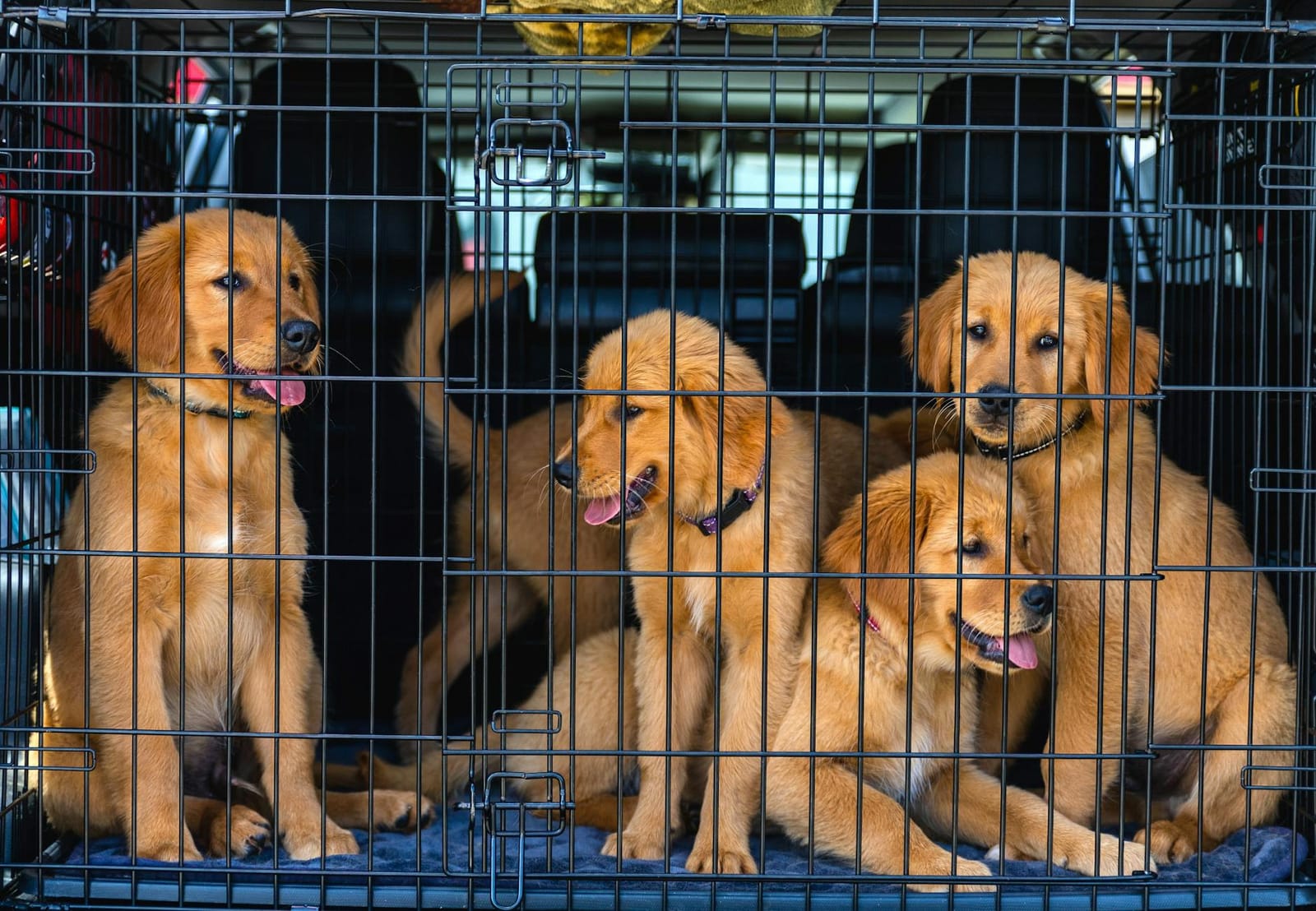 Airline-Approved Dog Crates UK 2026: IATA + Airline Guide