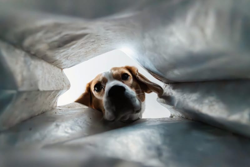 Dog looking at treats — representative image for the Petcube Bites 2 Lite treat-dispenser camera