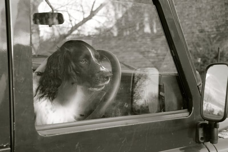 Dog-Friendly UK Motorway Services 2026: 12 Best Stops