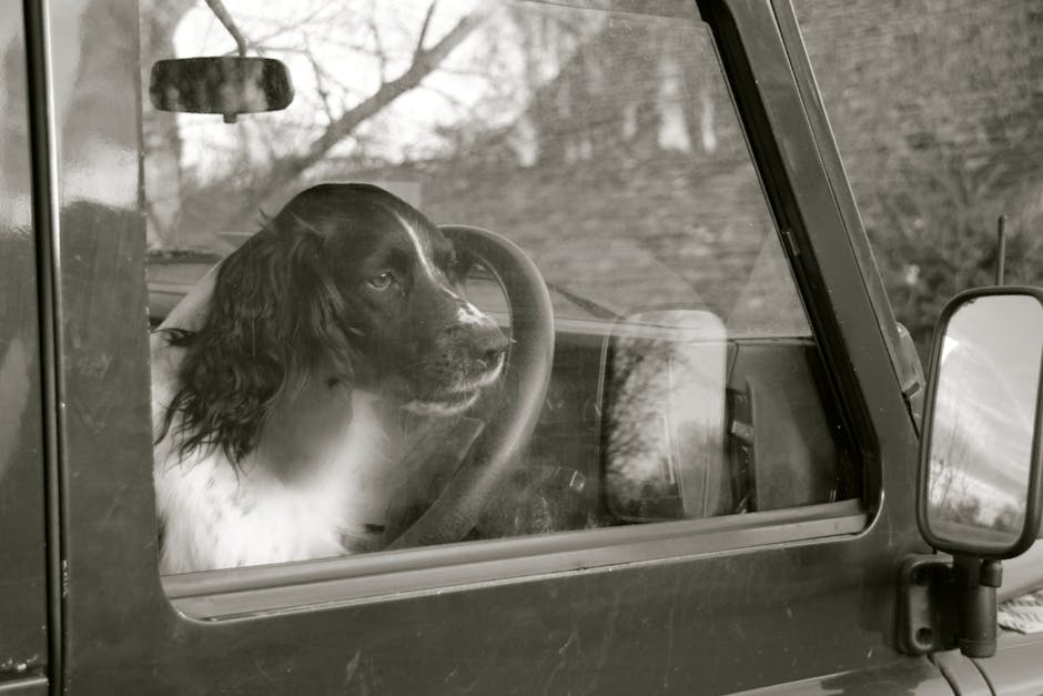 Dog-Friendly UK Motorway Services 2026: 12 Best Stops