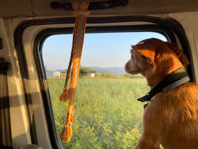 Dog-Friendly M6 Motorway Services: Every Stop