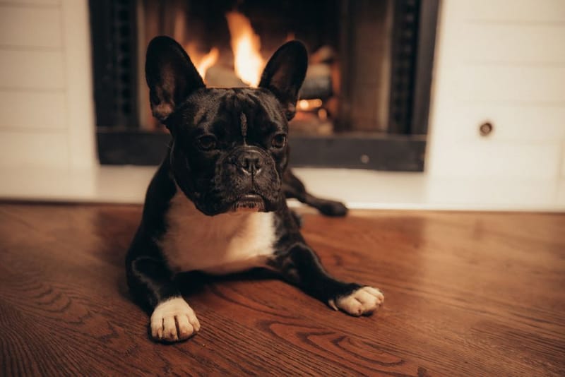 UK Hotels That Allow Dogs in the Bar (2026)