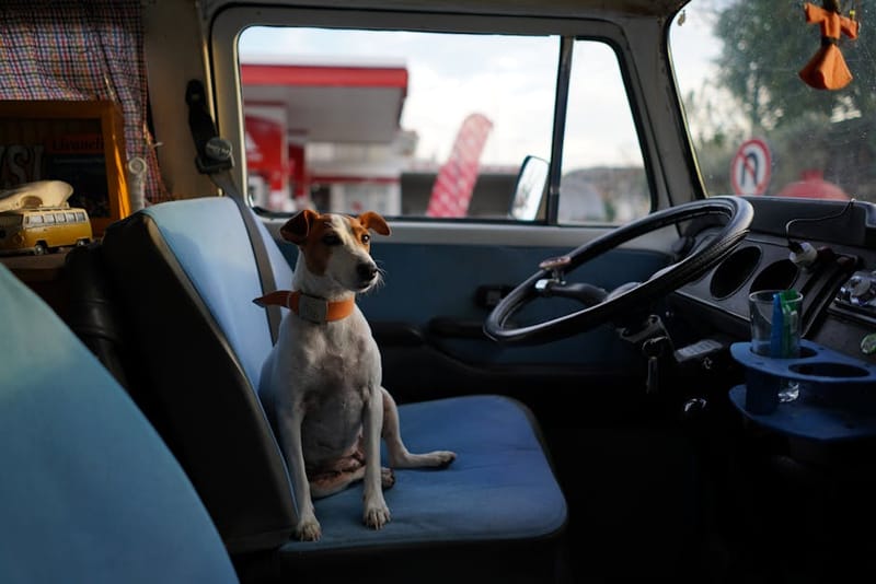 Are Dogs Allowed in UK Motorway Services? Operator Guide