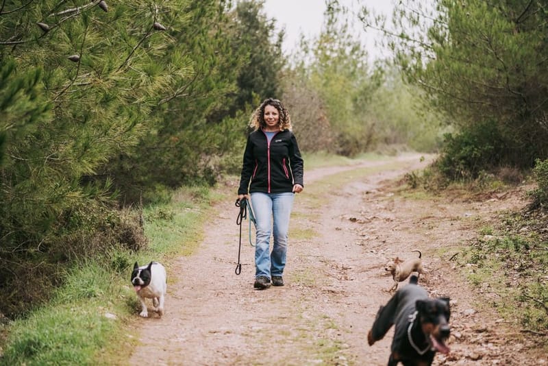 Dog on a lead hiking a mountain trail