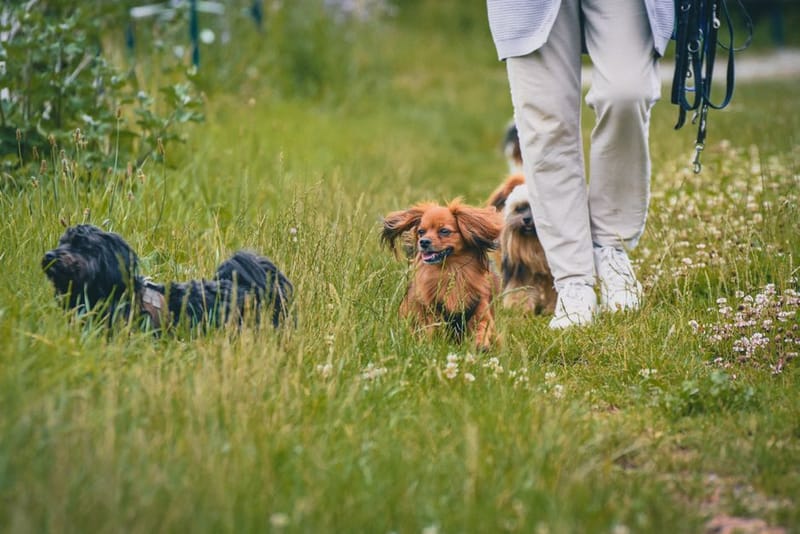 Dog-Friendly M1 Motorway Services: Every Stop