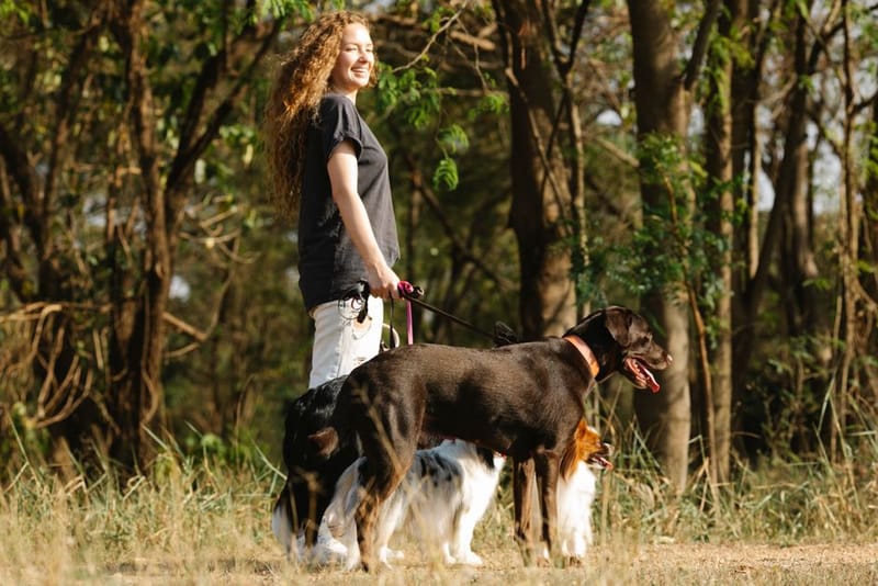 Dog Travel Insurance UK 2026 Guide