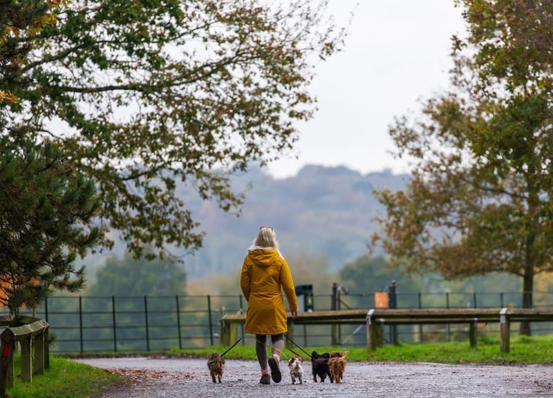 Dog out on a countryside walk on a lead