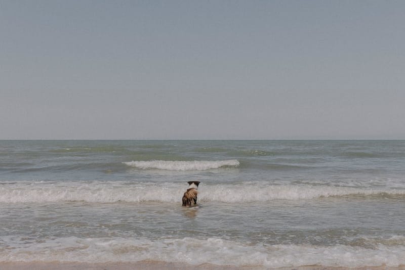 Best Dog-Friendly Beaches in the UK
