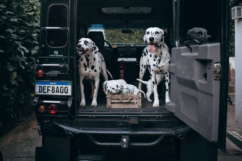 Dog ramp for vehicle use - illustrative image; see merchant link for the exact PetSafe Happy Ride Telescoping Dog Ramp