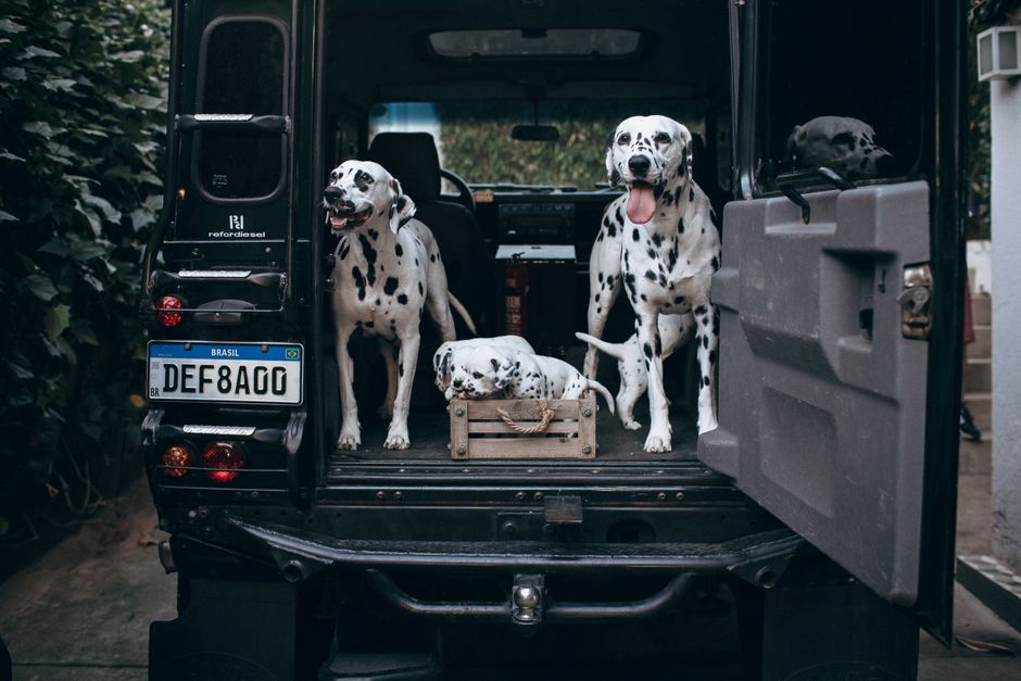 Dog ramp for vehicle use - illustrative image; see merchant link for the exact PetSafe Happy Ride Telescoping Dog Ramp