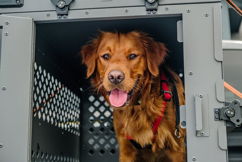 Dog resting inside a travel crate