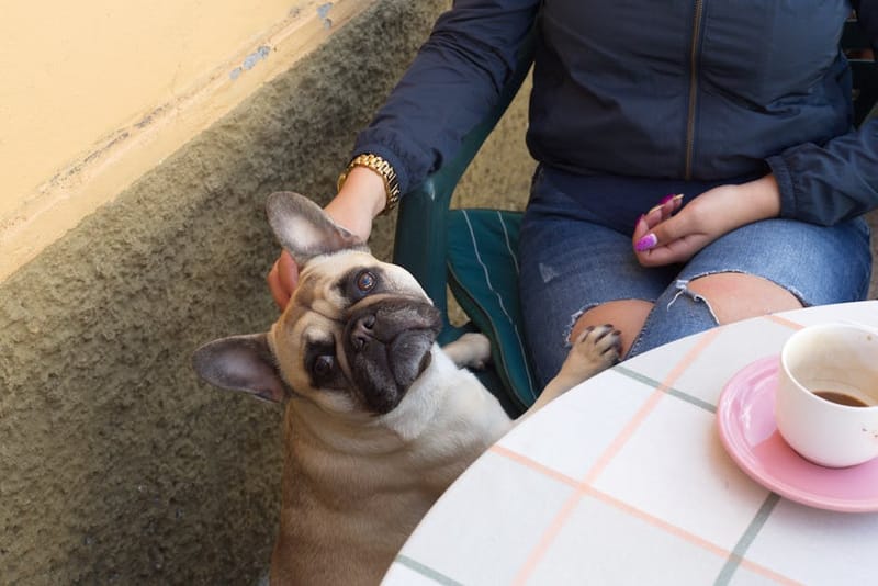 How Do I Find Dog-Friendly Restaurants in the UK?