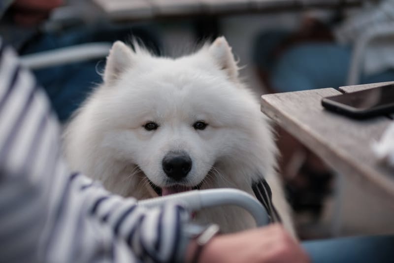 How Do I Find Dog-Friendly Cafés in the UK?