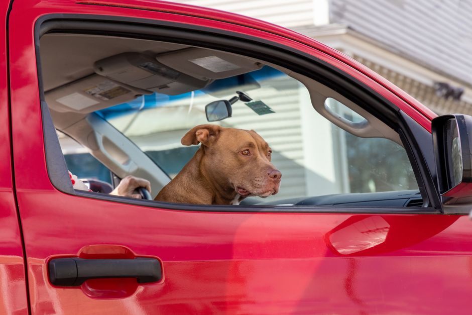 Dog riding in the back of a car