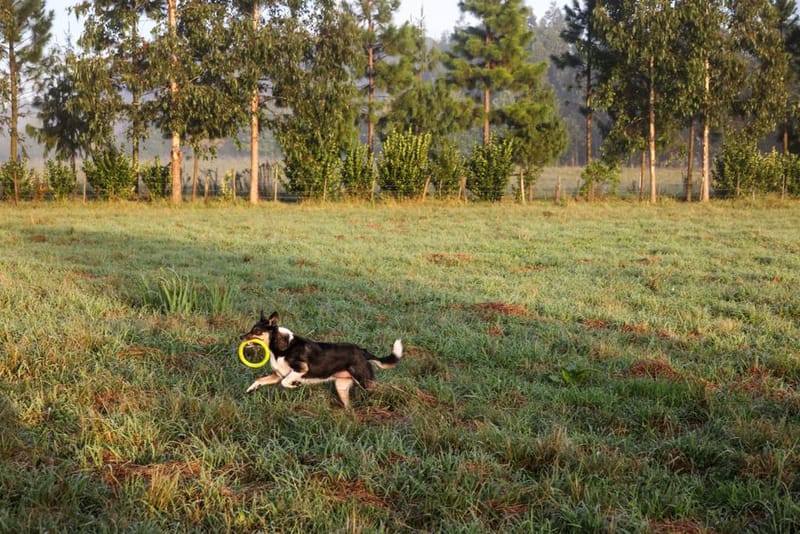 Dog running across a grass field wearing a tracker collar