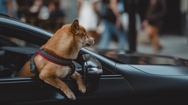 Dog secured with a safety harness clipped into a car seatbelt