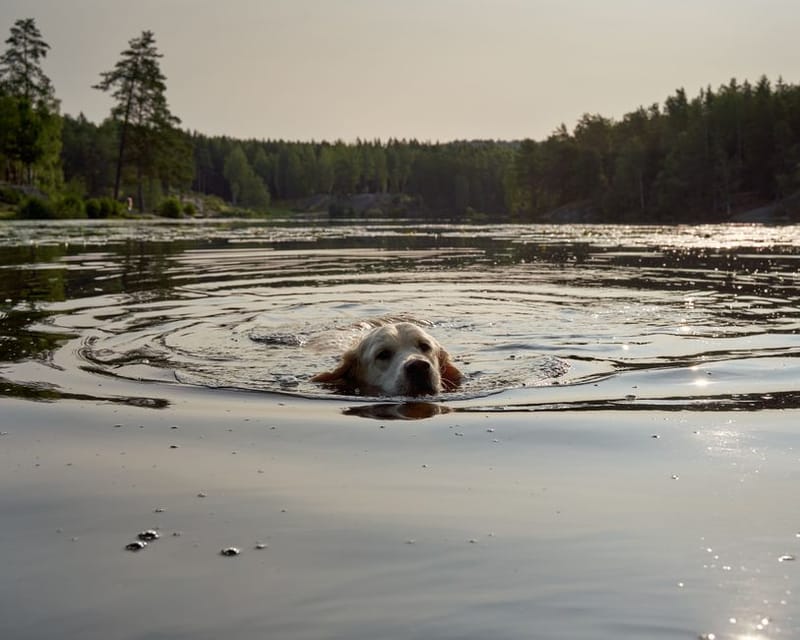 Dog-Friendly Wild Swimming in the UK (2026)