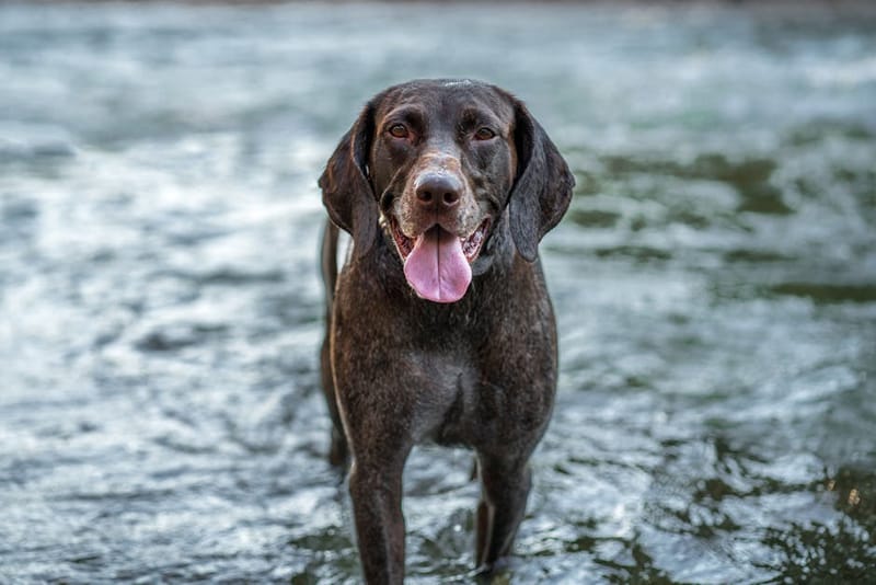 Dog swimming in cold open water — representative image for the Hurtta Life Savior