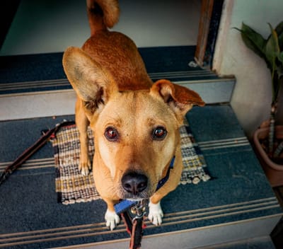 Dog waiting at a cottage doorway