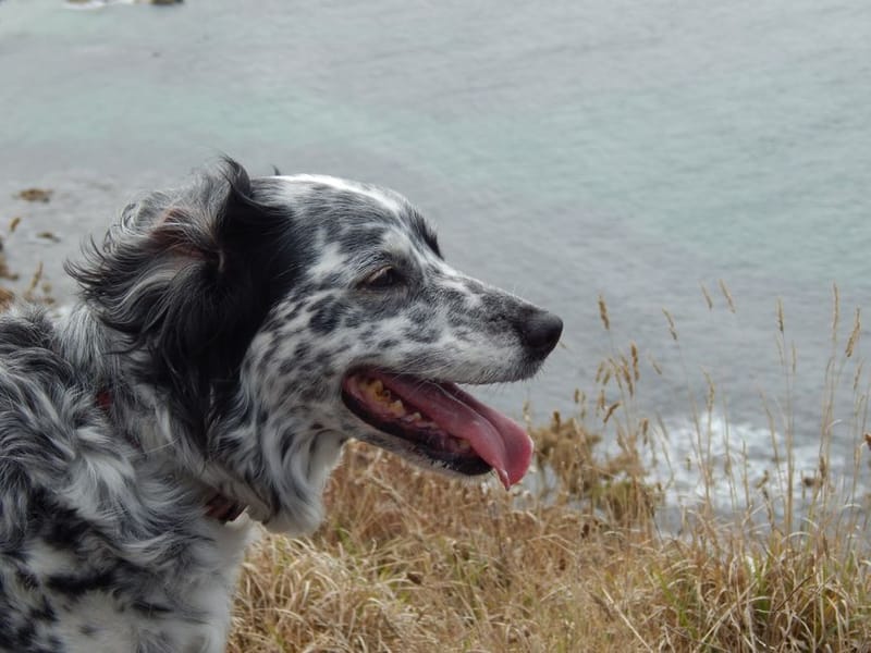Dog-Friendly Cornwall: The Complete Guide for 2026