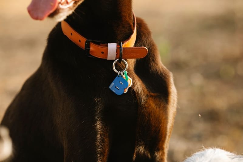 Dog wearing a collar tag on a walk outdoors