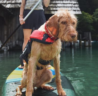 Dog wearing a life jacket in a lake — representative image for the Ruffwear Float Coat