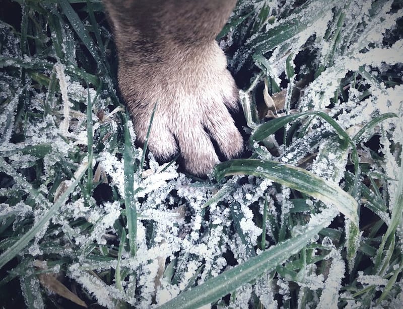 Dog wearing winter boots representing the best UK dog boots 2026