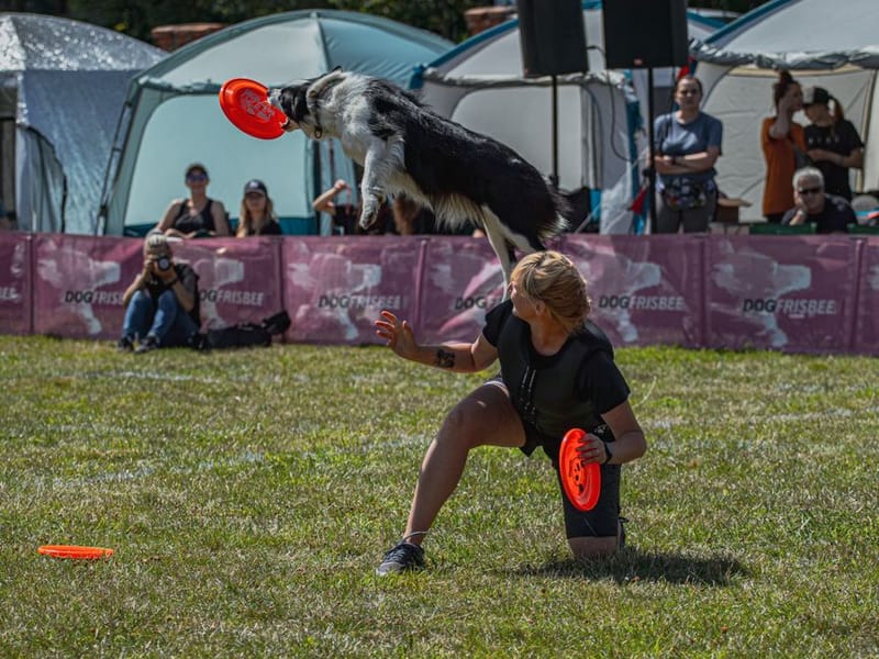 Are Festivals Dog-Friendly? UK Events Guide
